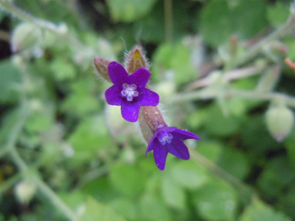 Anchusa hybrida